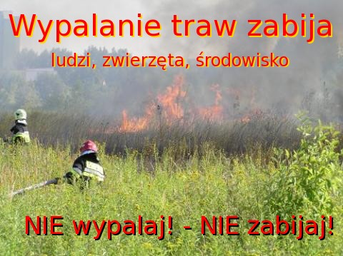 TRAWY
